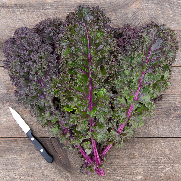 KALE 'Curly Roja'