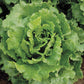 LETTUCE 'Nevada'