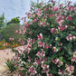 Lonicera x. americana --Pam's Pink Honeysuckle--