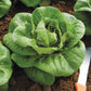 LETTUCE 'Spretnak'