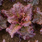 LETTUCE 'Outredgeous'