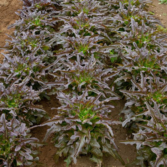 LETTUCE 'Red Oakleaf'