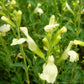 Salvia greggii --Moonglow Autumn Sage--