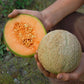 MELON 'Delicious 51 Cantaloupe'