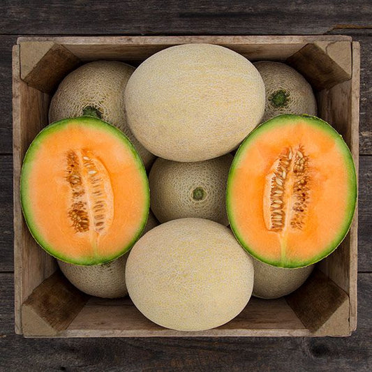 MELON 'True Love'