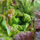 LETTUCE 'Carmona Red'