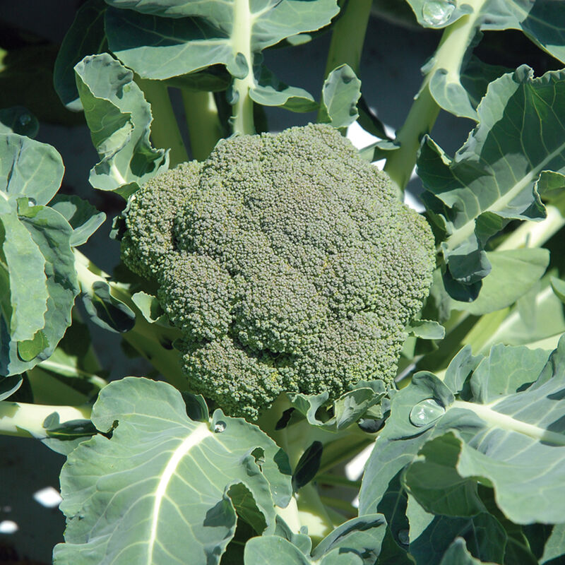 BROCCOLI 'Belstar'