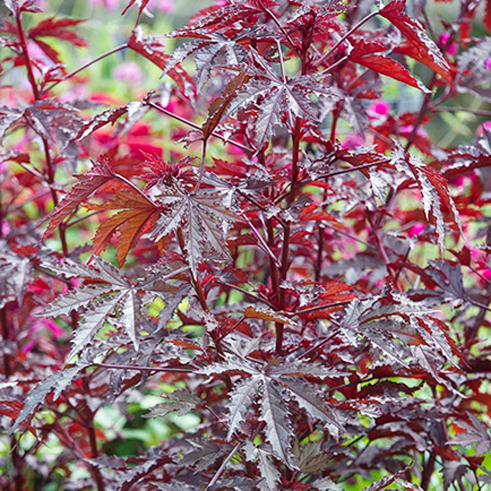 Hibiscus acetosella 'Mahogany Splendor'