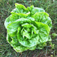 LETTUCE 'Kagraner Sommer'