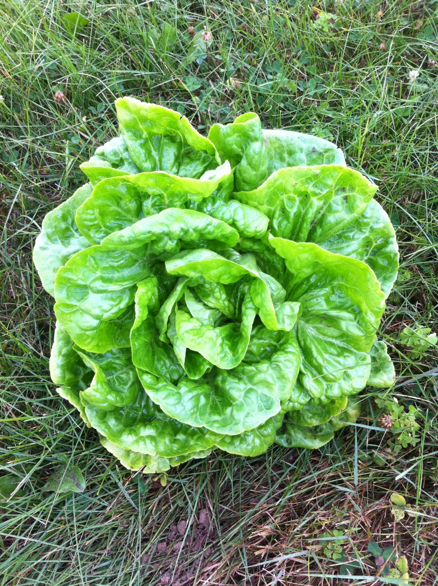 LETTUCE 'Kagraner Sommer'