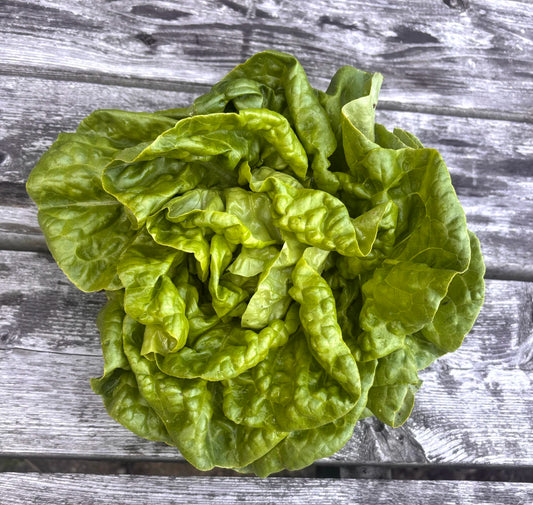 LETTUCE 'Kagraner Sommer'