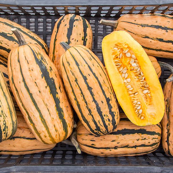 SQUASH 'Honeyboat Delicata'