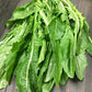 DANDELION GREENS 'Catalogna Emerald' --Cichorium intybus--