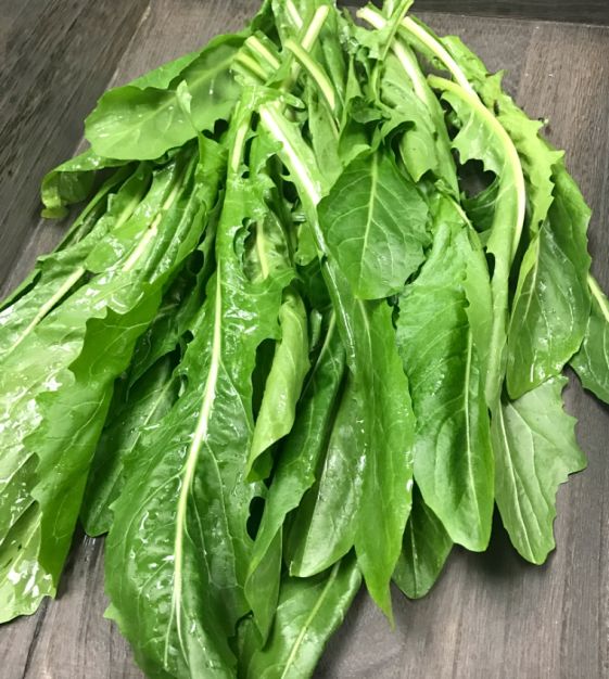 DANDELION GREENS 'Catalogna Emerald' --Cichorium intybus--