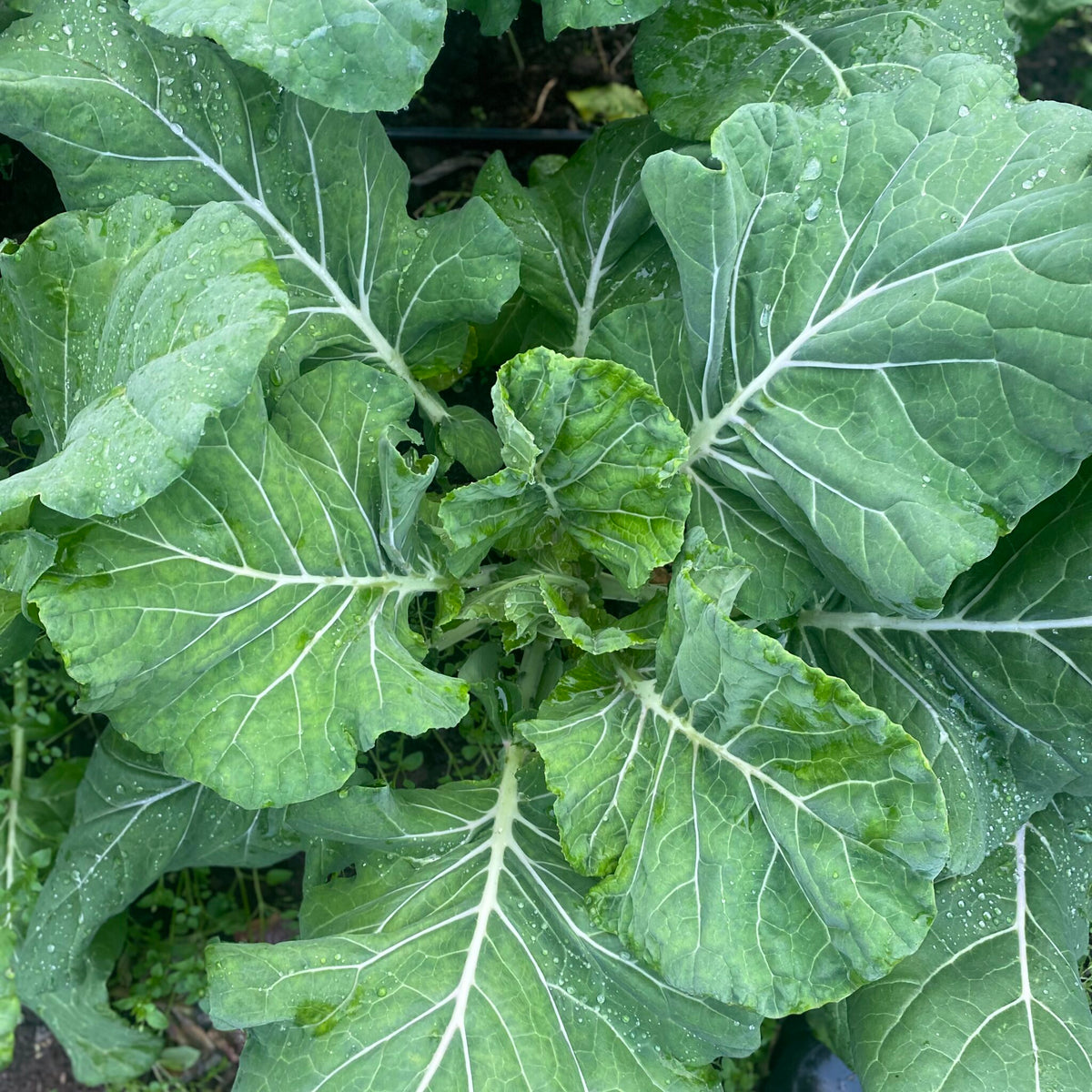 COLLARDS 'Willis'