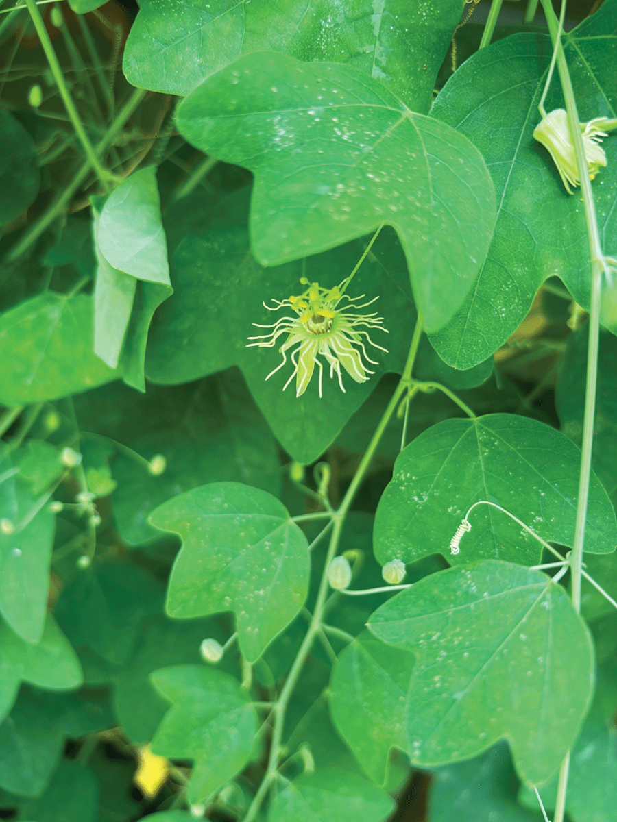 PASSIONFLOWER 'Native Yellow' --Passiflora lutea--