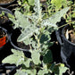 Sphaeralcea ambigua --Fuzzy Apricot Globemallow--