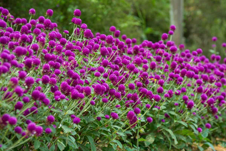 Gomphrena nealleyi --Nealley's Globe Amaranth--