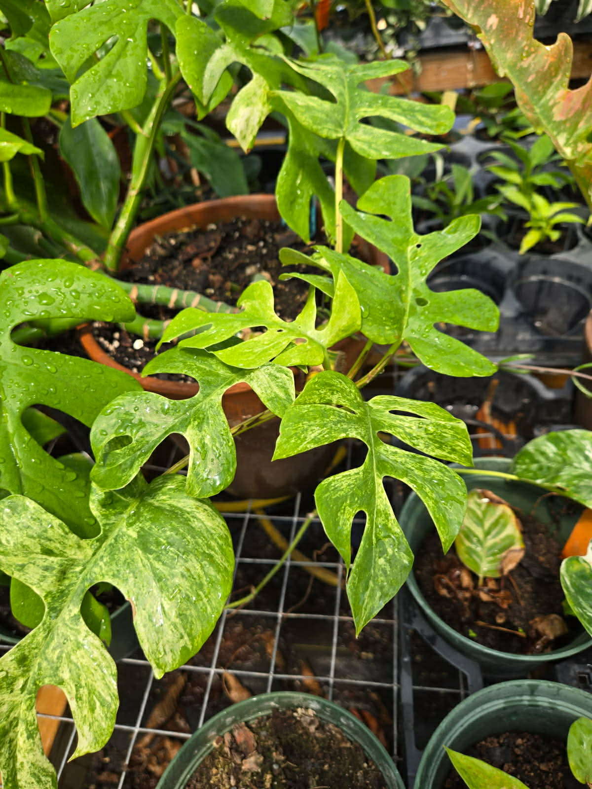 Rhaphidophora tetrasperma 'Variegata' --Variegated Mini Monstera--