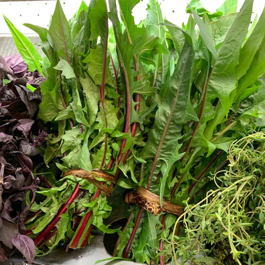 DANDELION GREENS 'Garnet Stem' --Cichorium intybus--