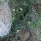 Funastrum cynanchoides --Climbing Milkweed Vine--