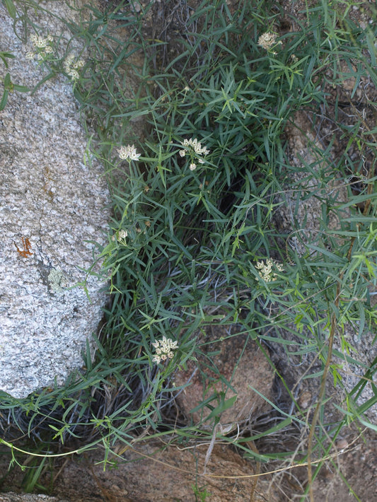 Funastrum cynanchoides --Climbing Milkweed Vine--