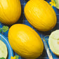 MELON 'Canary Yellow'