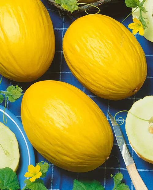 MELON 'Canary Yellow'