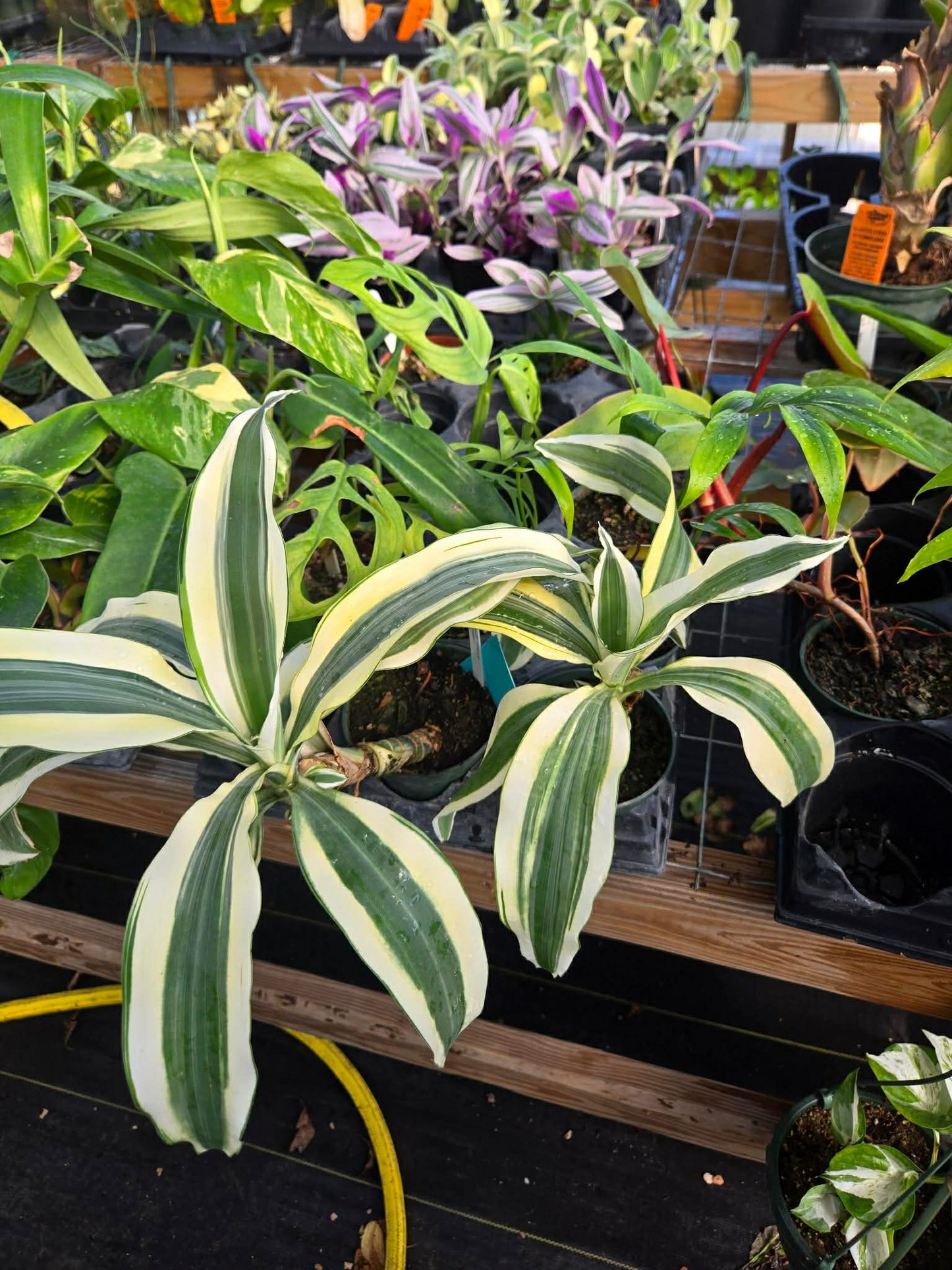 Dracaena fragrans 'White Aspen'