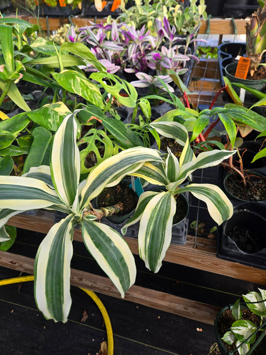 Dracaena fragrans 'White Aspen'