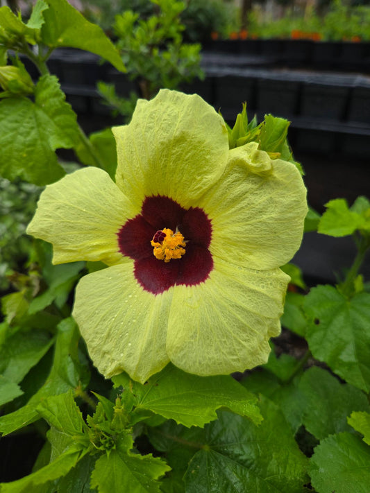Hibiscus calyphyllus --Lemonyellow Rosemallow--