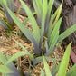 Iris germanica --Sunset Sky Bearded Iris--