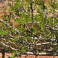 Forestera pubescens --Elbow Bush--