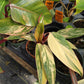 Philodendron erubescens 'Strawberry Shake'