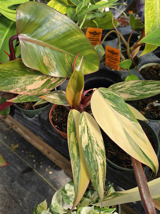 Philodendron erubescens 'Strawberry Shake'
