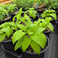 Salvia sagittata --Arrowleaf Sage--