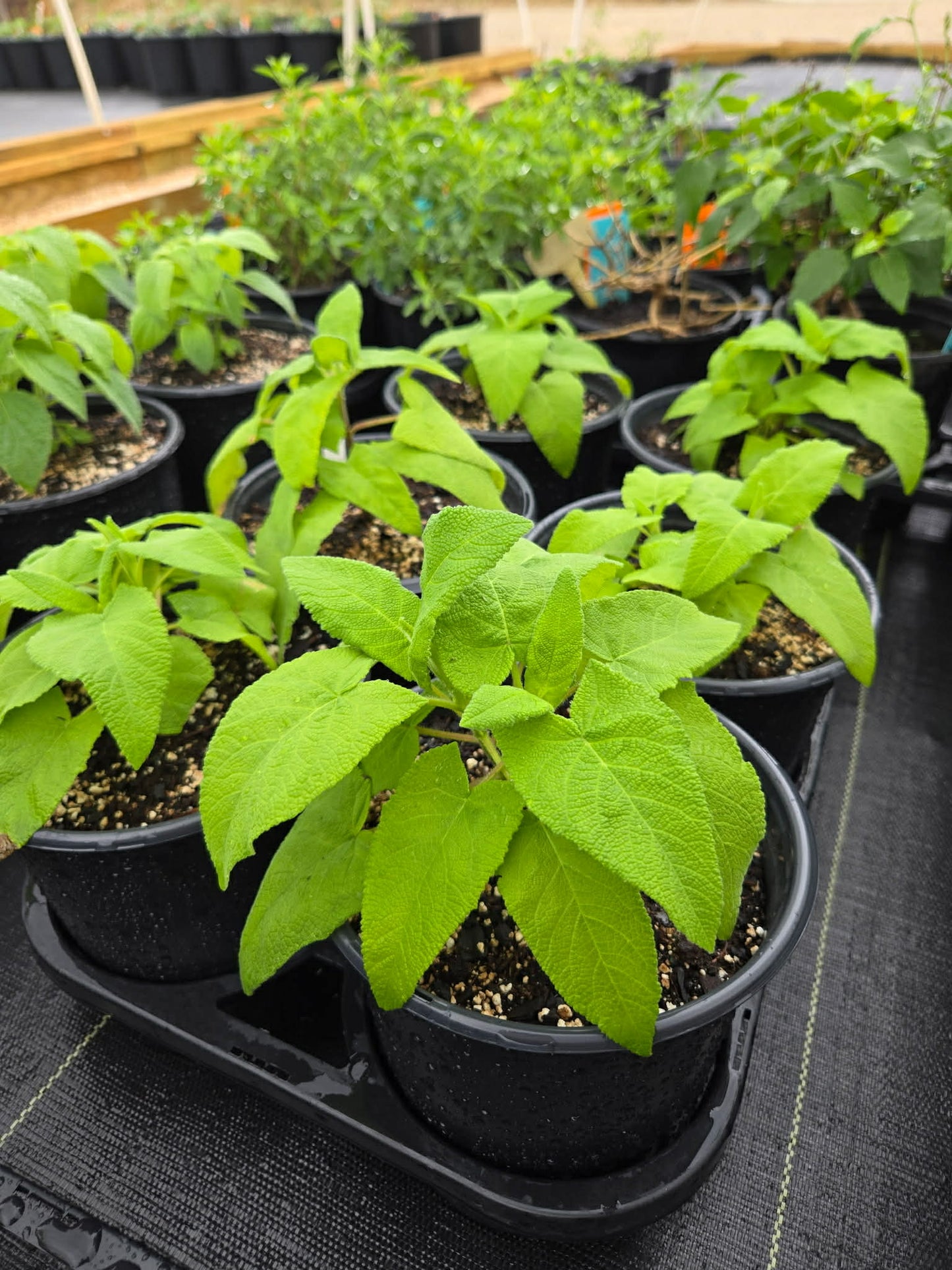 Salvia sagittata --Arrowleaf Sage--