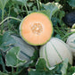 MELON 'Napoli Tuscan Muskmelon'