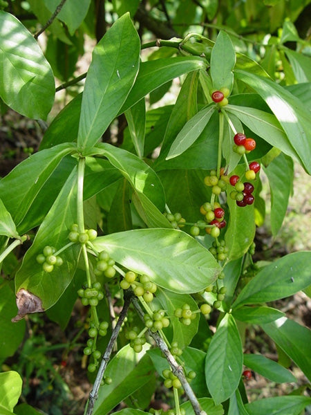 CHACRUNA --Psychotria viridis--