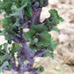 BRUSSELS SPROUT 'Kissin' Kale'
