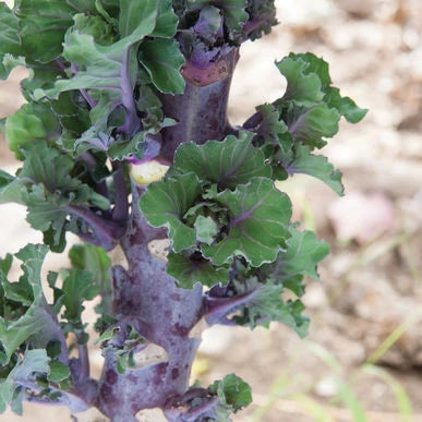BRUSSELS SPROUT 'Kissin' Kale'