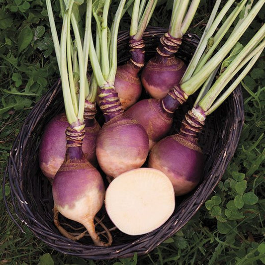RUTABAGA 'Joan'