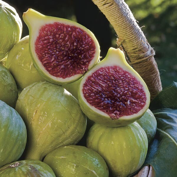 FIG 'Ischia' --Ficus carica-- - Nursery Austin – Lone Star Nursery