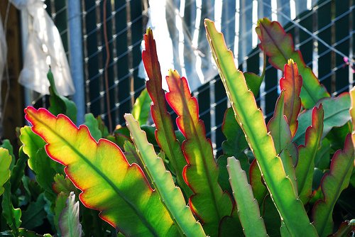 Epiphyllum --King Midas Orchid Cactus--