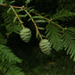 Metasequoia glyptostroboides --Dawn Redwood--