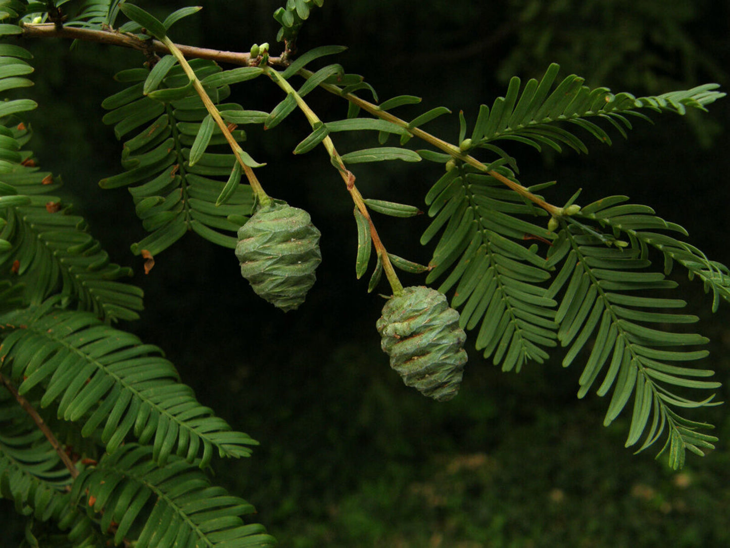 Metasequoia glyptostroboides --Dawn Redwood--