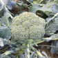 BROCCOLI 'Covina'