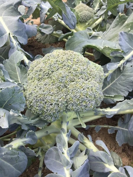 BROCCOLI 'Covina'