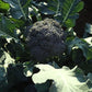 BROCCOLI 'Umpqua'