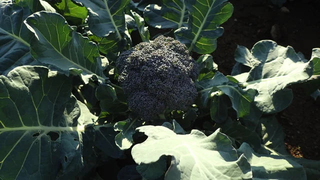 BROCCOLI 'Umpqua'